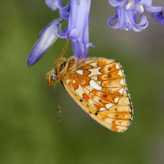 Framed Print : Pearl Bordered Fritillary Butterfly - on bluebell - Cornwall - UK Framed Print : Pearl Bordered Fritillary Butterfly - on bluebell - Cornwall - UK