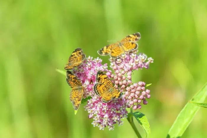Framed Print : Pearl Crescents (Phyciodes tharos) on Swamp Milkweed (Asclepias incarnata) Marion County, Illinois. Date: 02-08-2020 Framed Print : Pearl Crescents (Phyciodes tharos) on Swamp Milkweed (Asclepias incarnata) Marion County, Illinois. Date: 02-08-2020