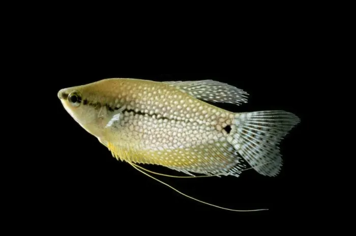 Framed Print : Pearl Gourami BB 584 Side view Trichogaster leeri © Brian Bevan / ardea. com Framed Print : Pearl Gourami BB 584 Side view Trichogaster leeri © Brian Bevan / ardea. com