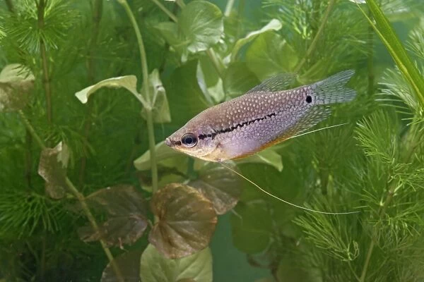 Pearl gourami – side view by weeds – SE Asia UK