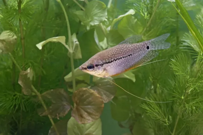 Framed Print : Pearl gourami – side view by weeds – SE Asia UK Framed Print : Pearl gourami – side view by weeds – SE Asia UK