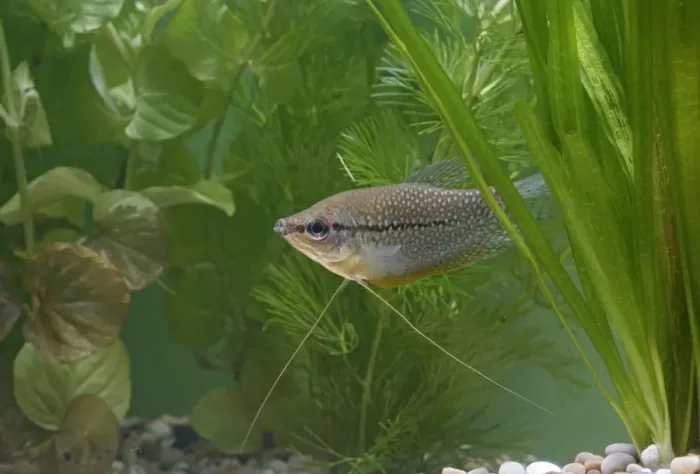 Framed Print : Pearl gourami – side view by weeds – SE Asia UK Framed Print : Pearl gourami – side view by weeds – SE Asia UK
