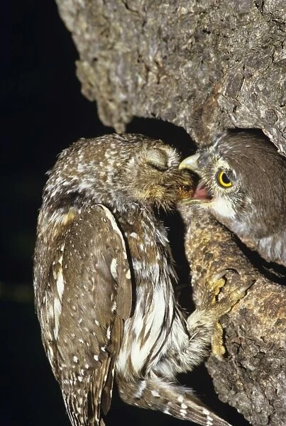Pearl Spotted Owl - feeding chick - note parent closes eyes when offering food