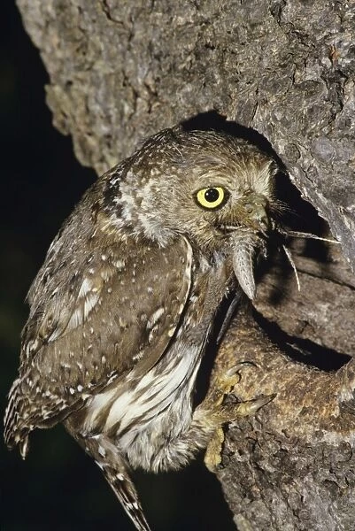 Pearl Spotted Owl - at nest with food in mouth