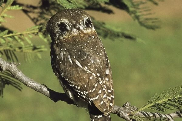 Pearl Spotted Owlet - showing false eyespots