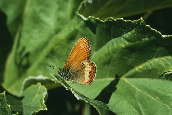 Pearly Heath Butterfly LBO 77 Coenonympha arcania © Ian Beames  /  ARDEA LONDON