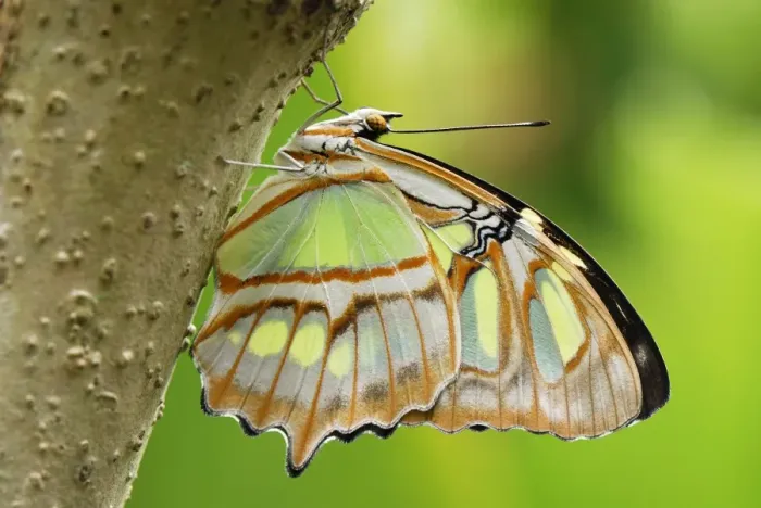 Framed Print : Pearly Malachite Butterfly Colombia Framed Print : Pearly Malachite Butterfly Colombia
