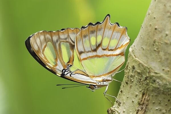 Pearly Malachite Butterfly Colombia