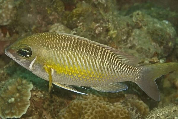Pearly Monocle-bream - Not very common, this fish appears to eat algae from coral rubble - Komodo Indonesia