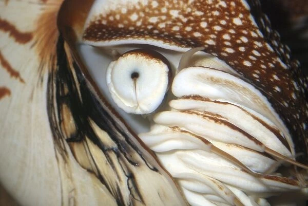 Pearly Nautilus eye, Indo Pacific