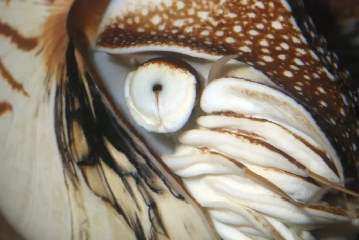 Framed Print : Pearly Nautilus eye, Indo Pacific Framed Print : Pearly Nautilus eye, Indo Pacific