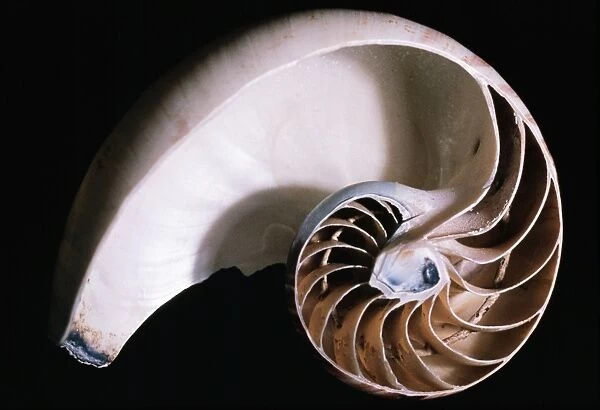 Pearly Nautilus Shell Dissected, showing chambers & siphuncle