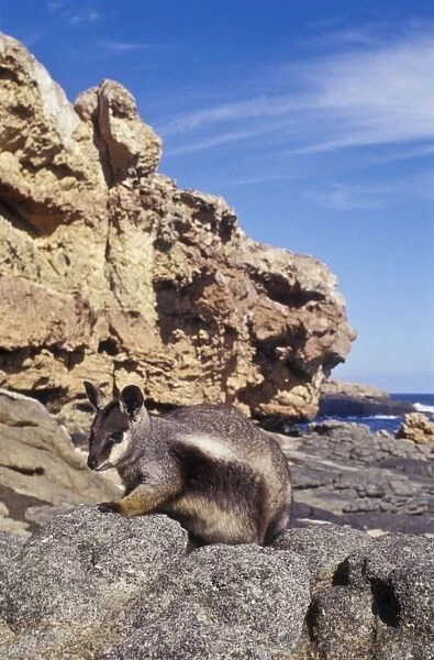 Pearson Island Rock-wallaby - once only on Pearson Island, now there are some 700 animals due to introductions to Wedge and Thistle Islands, Thistle Island, South Australia SPE00716