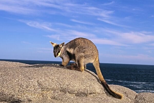 Pearson Island Rock-wallaby South Australia SND01906