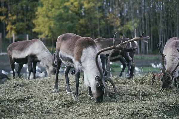 Peary Caribou