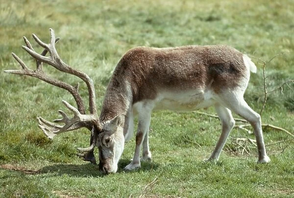 Peary's Caribou  /  Reindeer