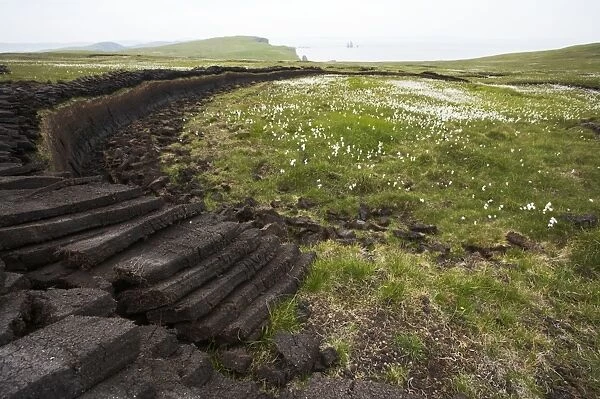 Peat Working and Cotton Grass with Coast beyond Eshaness, Shetland Mainland, UK LA003239