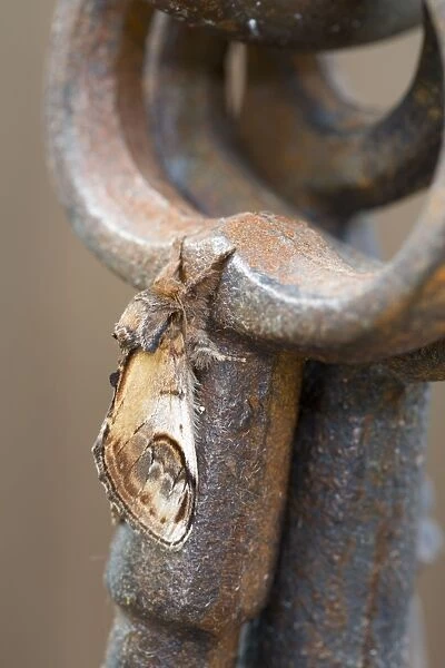 Pebble Prominent Moth - Cornwall - UK