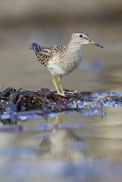 Framed Print : Pectoral Sandpiper - Autumn - Cornwall - UK Framed Print : Pectoral Sandpiper - Autumn - Cornwall - UK