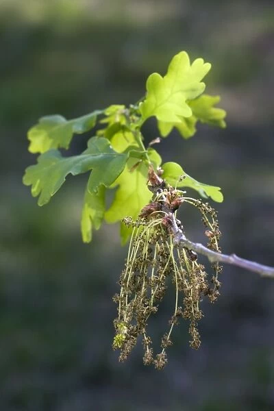 Pedunculate  /  English Oak Tree - flowering leaves