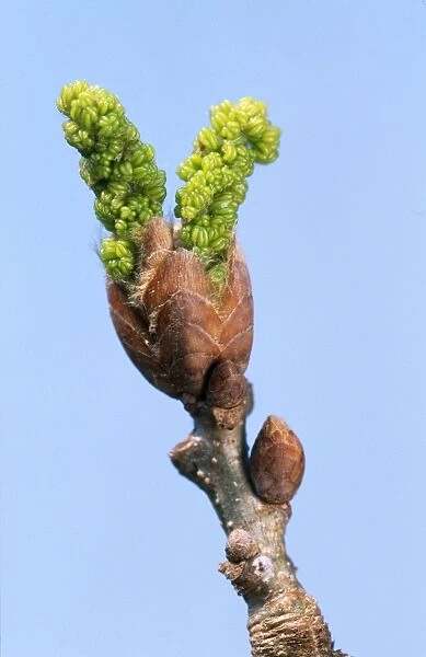 Pedunculate Oak Tree Bud