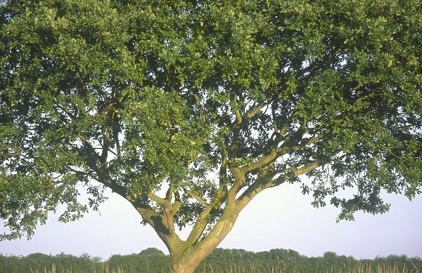 Pedunculate Oak Tree On field border, Norfolk UK