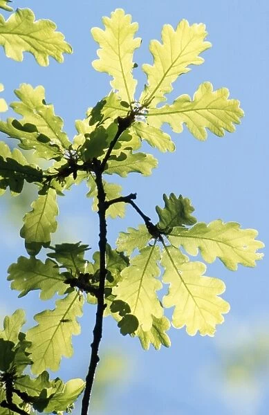 Pedunculate Oak Tree Leaves