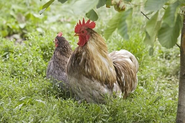 Pekin  /  Cochin Bantam Chickens cockerel hen Cotswolds UK