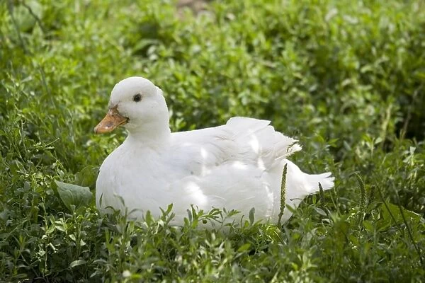 Pekin duck Woolstone UK