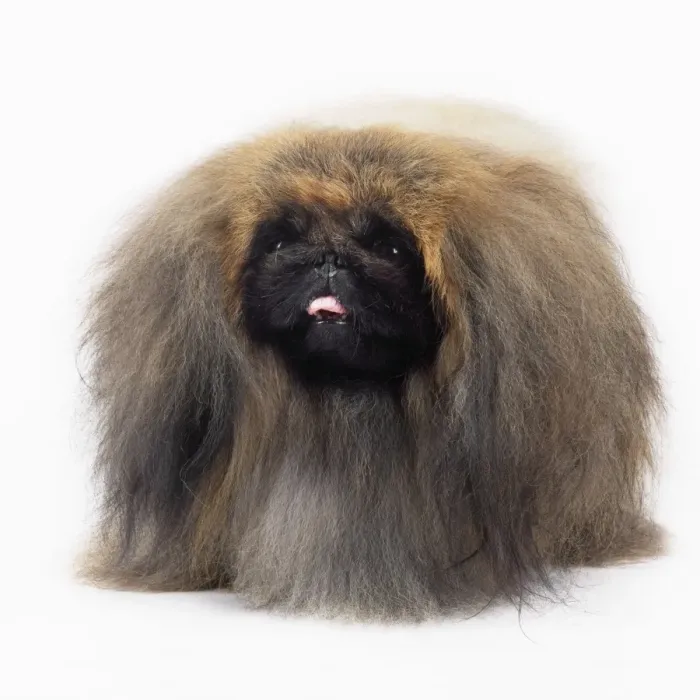 Framed Print : Pekingese Dog Framed Print : Pekingese Dog