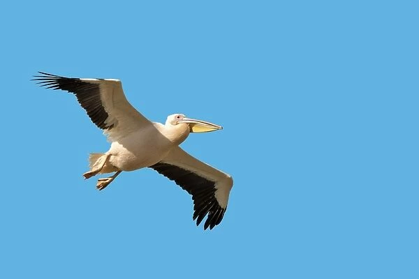 Pelican blanc. Great White pelican - in flight. Lake Nakuru - Kenya - Africa