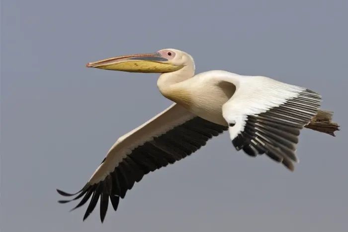 Framed Print : Pelican blanc Framed Print : Pelican blanc