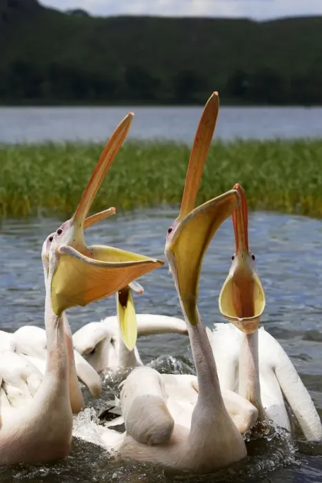 Framed Print : Pelican blanc White pelican Pelecanus onocrotalus Framed Print : Pelican blanc White pelican Pelecanus onocrotalus