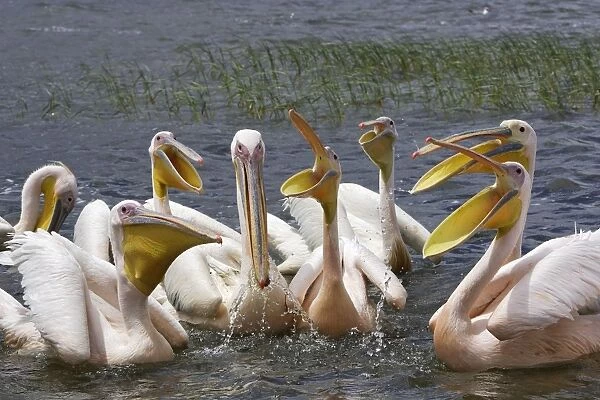 Pelican blanc White pelican Pelecanus onocrotalus