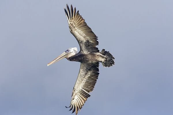 Pelican brun. Brown Pelican. Pelecanus occidentalis