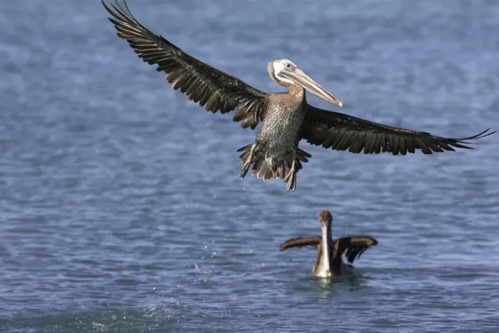 Framed Print : Pelican brun. Brown Pelican. Pelecanus occidentalis Framed Print : Pelican brun. Brown Pelican. Pelecanus occidentalis