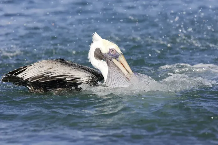 Framed Print : Pelican brun. Brown Pelican. Pelecanus occidentalis Framed Print : Pelican brun. Brown Pelican. Pelecanus occidentalis
