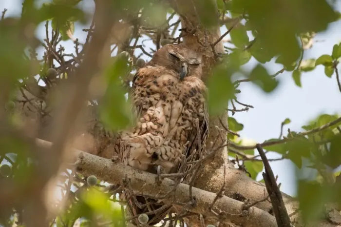 Framed Print : Pel's Fishing Owl - at daytime roost - Okavango River - Botswana Framed Print : Pel's Fishing Owl - at daytime roost - Okavango River - Botswana