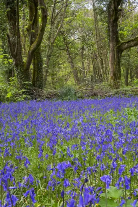 Framed Print : Pendarves Woods - Bluebells - Spring - Cornwall - UK Framed Print : Pendarves Woods - Bluebells - Spring - Cornwall - UK
