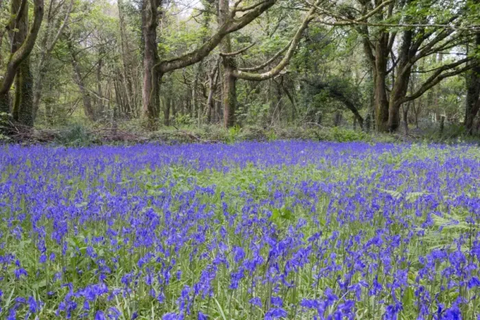 Framed Print : Pendarves Woods - Bluebells - Spring - Cornwall - UK Framed Print : Pendarves Woods - Bluebells - Spring - Cornwall - UK