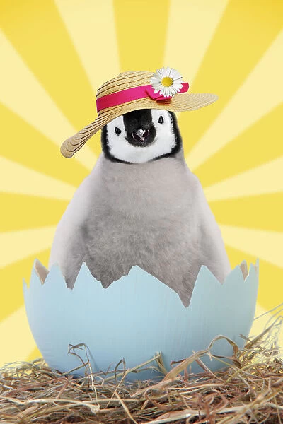Penguin chick wearing Easter bonnet emerging from egg shell