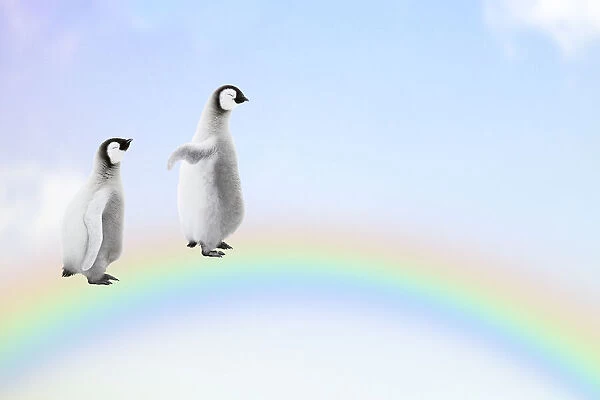 Two Penguin chicks walking, over, a rainbow, Date: 26-10-2018