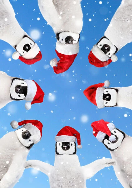 Penguins wearing red Santa Christmas hats in a circle looking down
