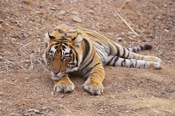 Pensive Royal Bengal Tiger, Ranthambhor National Park, India