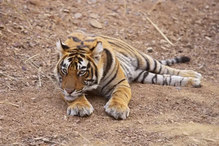 Framed Print : Pensive Royal Bengal Tiger, Ranthambhor National Park, India Framed Print : Pensive Royal Bengal Tiger, Ranthambhor National Park, India