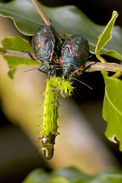 Pentatomid nymphs - eating Saturniid caterpillar (Copaxa moinieri) - Costa Rica - Order: Hemiptera - true bugs