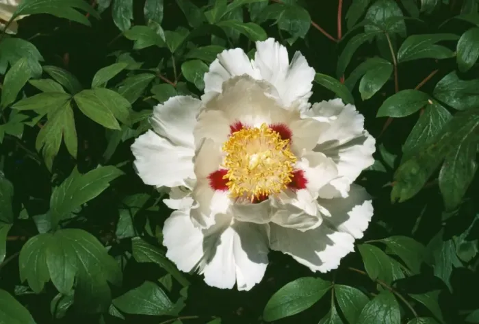 Framed Print : Peony Flower APP 1708 Paeonia suffruticosa ‘moutan © A. P. Paterson / ARDEA LONDON Framed Print : Peony Flower APP 1708 Paeonia suffruticosa ‘moutan © A. P. Paterson / ARDEA LONDON