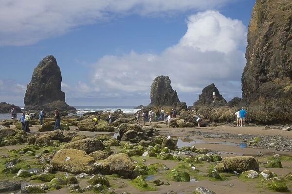 People rock pooling at low tide