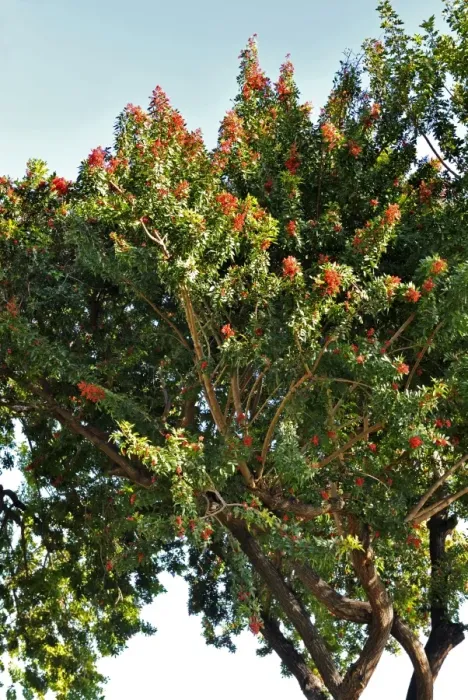 Framed Print : Pepper Tree - Botanical Garden, La Gomera, Canary Is. January. Native of Brazil. Requires trees of both sexes to be adjacent to each other Framed Print : Pepper Tree - Botanical Garden, La Gomera, Canary Is. January. Native of Brazil. Requires trees of both sexes to be adjacent to each other