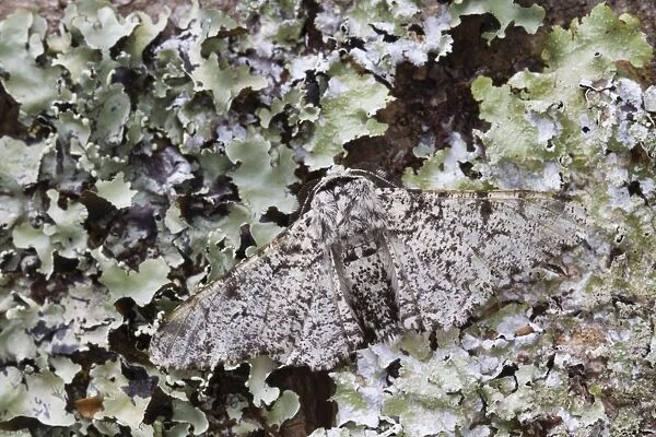 Peppered Moth - on lichen - UK